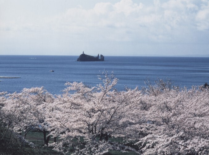 愛宕山公園の桜