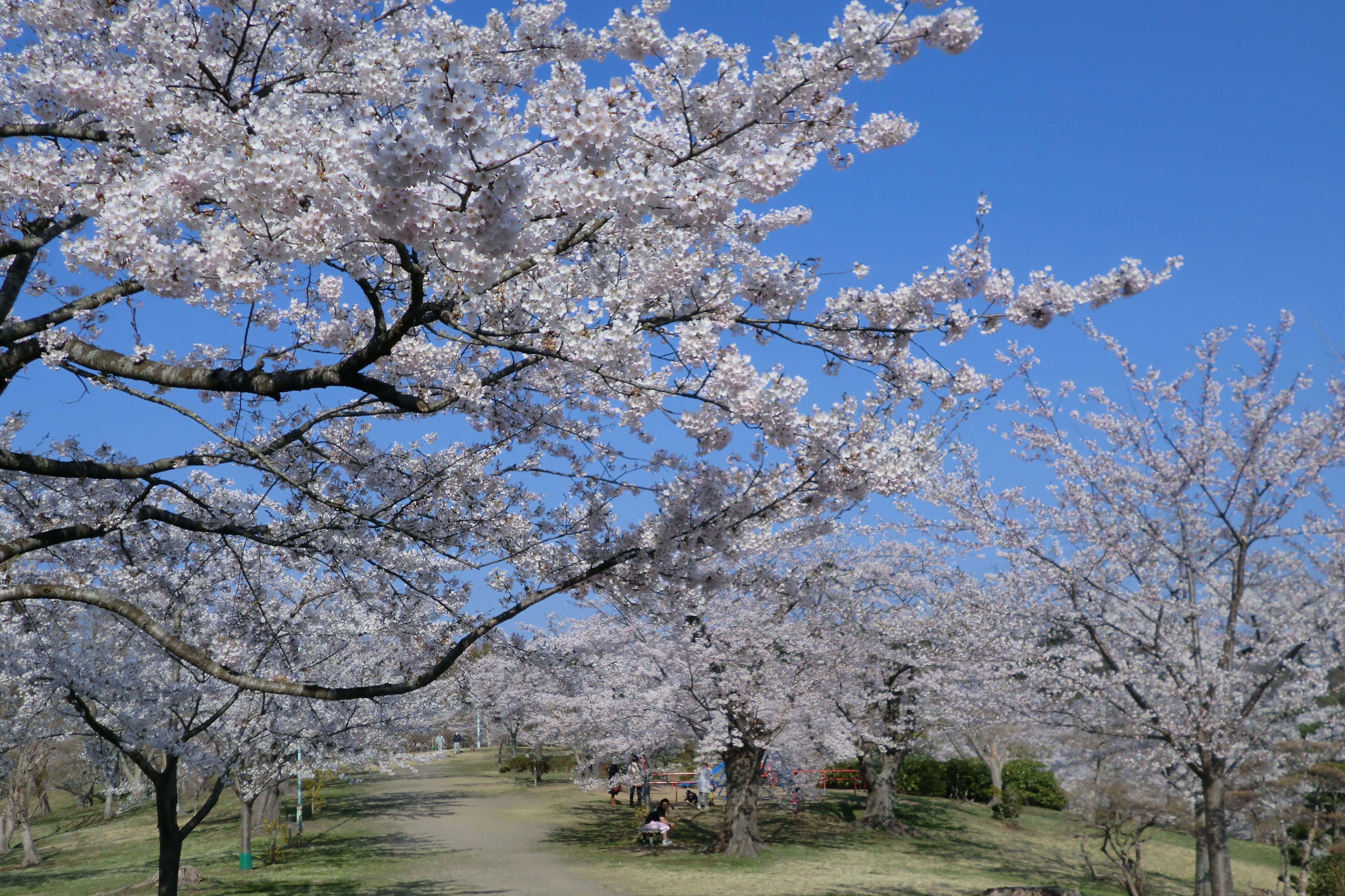 早掛沼公園の桜