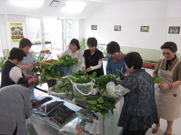 アジサイの植樹・挿し木の様子