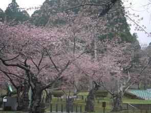 水源池公園開花2