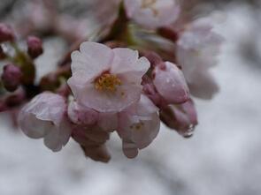 早掛沼公園開花2