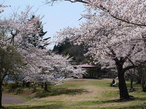 早掛沼公園満開1