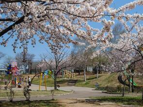 金谷公園満開4