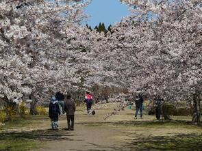 早掛沼公園満開1