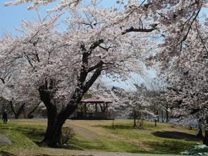 早掛沼公園満開3