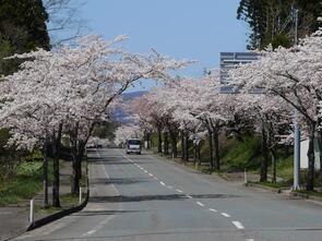 大畑桜ロード満開2