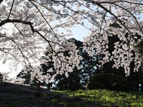 水源池公園満開4