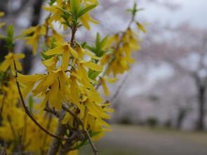 早掛沼公園散り始め4