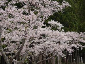 水源池公園散り始め1