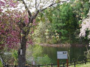 早掛沼公園満開4