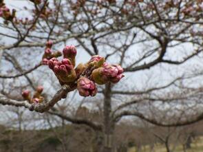 早掛沼公園1