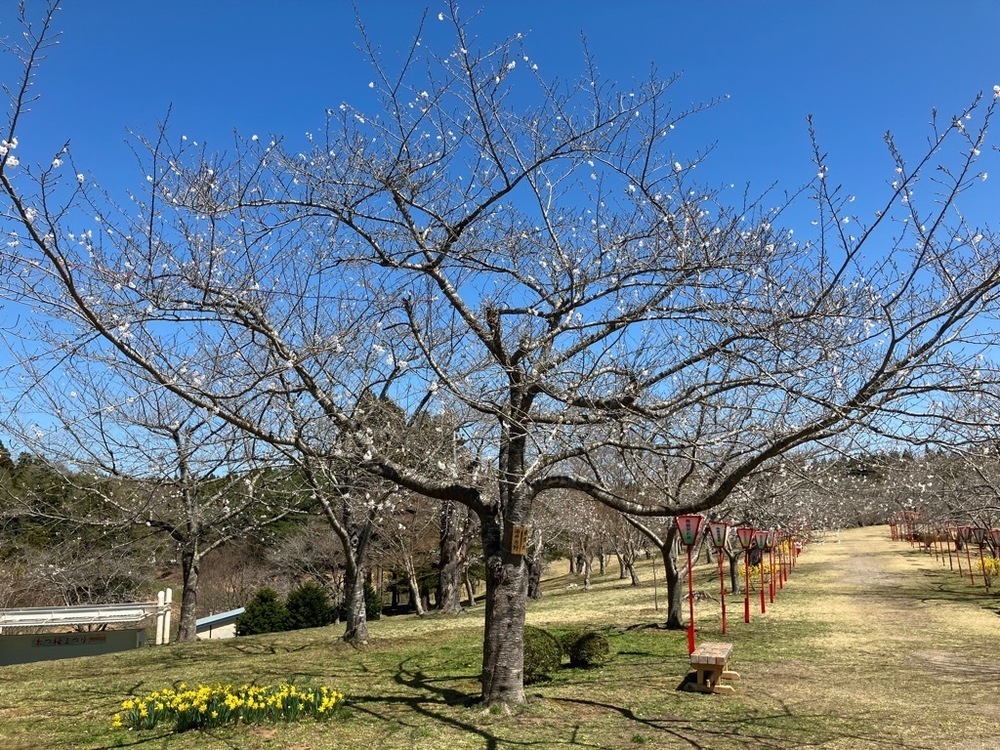 早掛沼公園の標準木