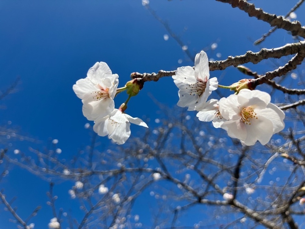 早掛沼公園の桜